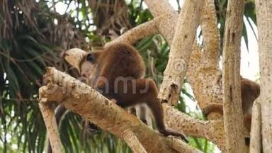 猴子一家坐在树枝上爬树的4k视频